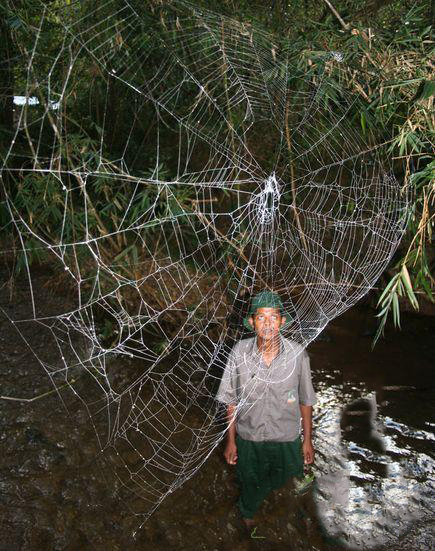 達爾文樹皮蜘蛛編織的大網