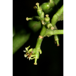 Struthanthus staphylinus