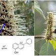 米糰花(植物) 米糰花(植物)