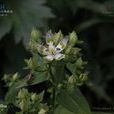 心葉獐牙菜 心葉獐牙菜
