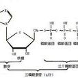 腺苷三磷酸酶