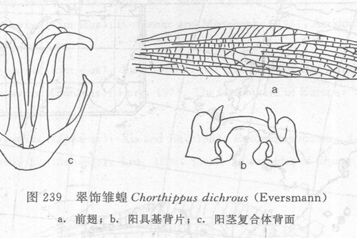 翠飾雛蝗 翠飾雛蝗