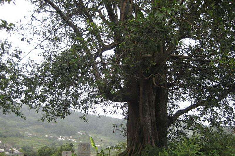 灑樹配村(楚雄市大過口鄉依啟么村委會下轄村) 灑樹配村(楚雄市大過口鄉依啟么村委會下轄村)