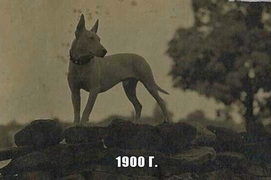 古梗犬 古梗犬