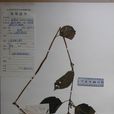 少毛冷水花 少毛冷水花
