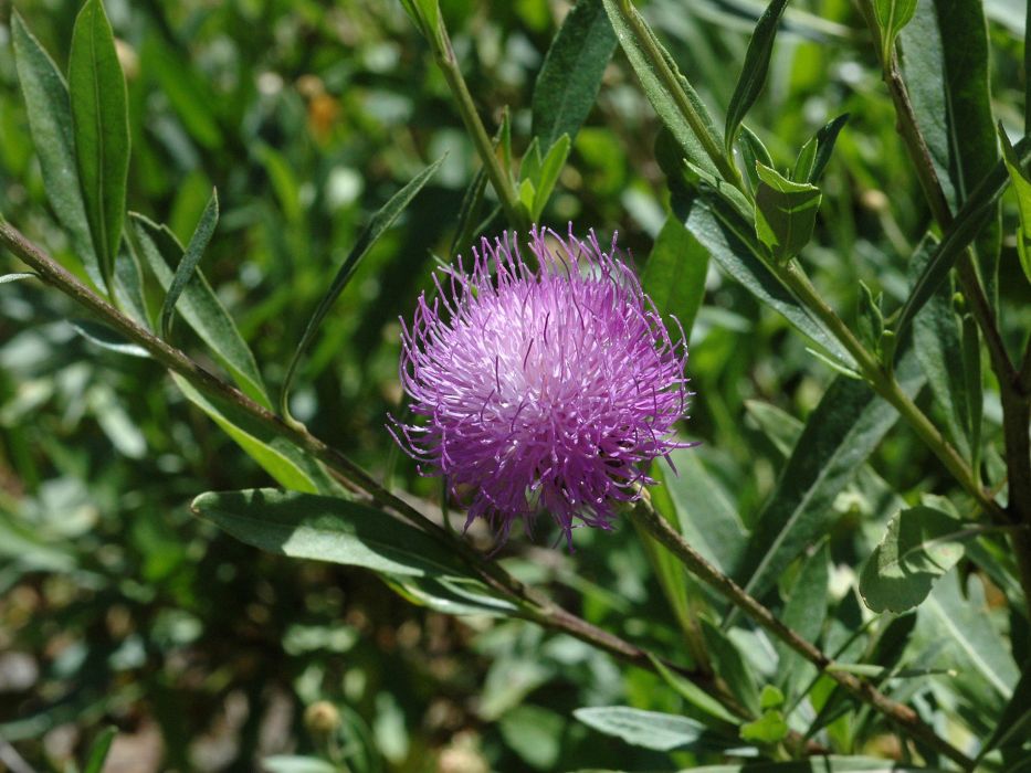 Cheirolophus ghomerythus Cheirolophus ghomerythus