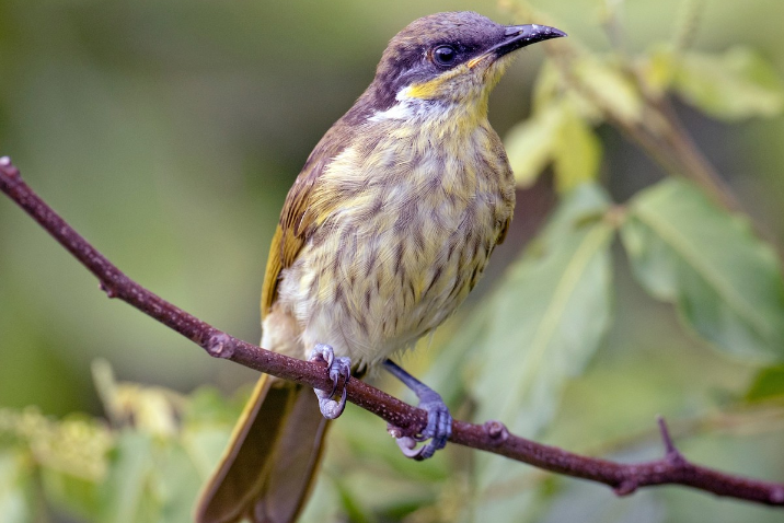 雜色吸蜜鳥 雜色吸蜜鳥