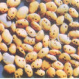 灰豆象 灰豆象