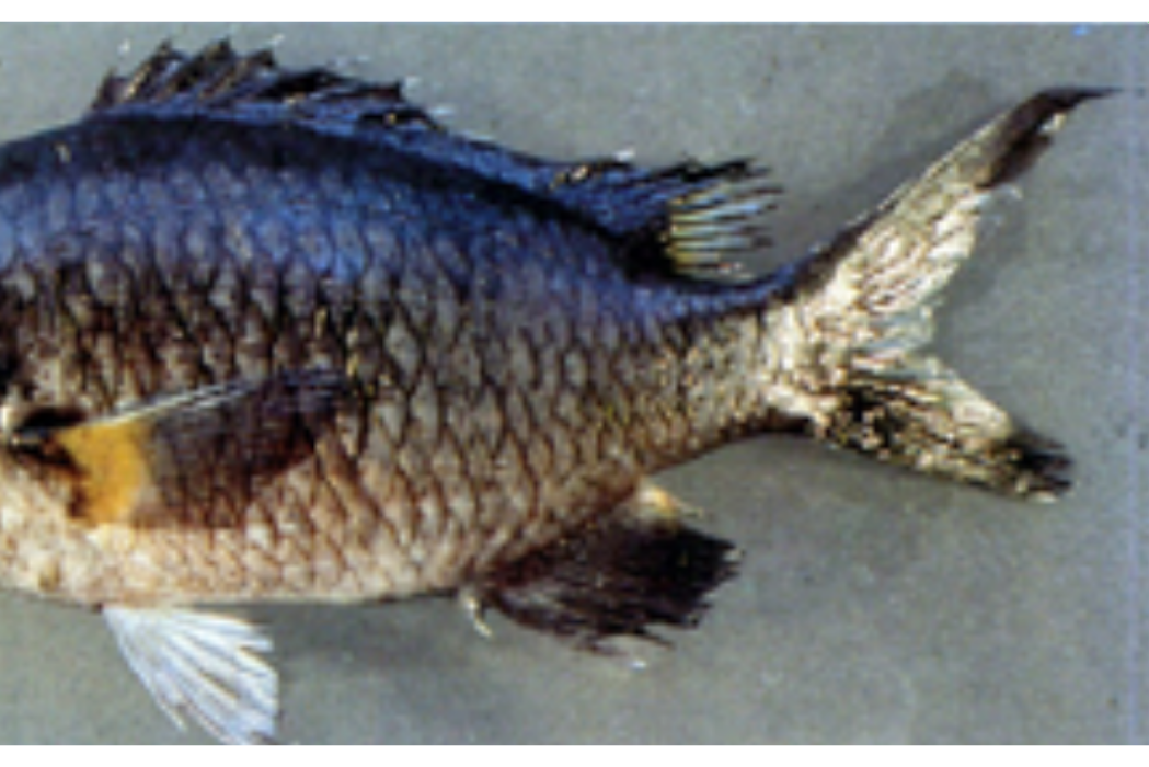 魏氏光鰓魚 魏氏光鰓魚