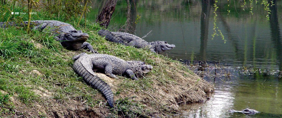 安徽揚子鱷國家級自然保護區
