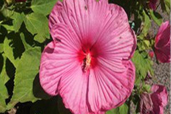 Hibiscus moscheutos \x27Luna Rose\x27 Hibiscus moscheutos \x27Luna Rose\x27