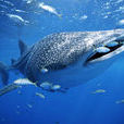 鯨鯊(軟骨魚綱鬚鯊目海洋動物)