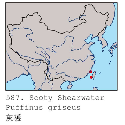灰鸌中國分布圖