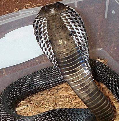南印度尼西亞噴毒眼鏡蛇