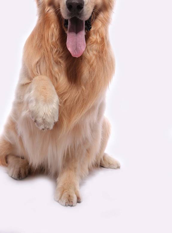 靈犬奇緣 靈犬奇緣