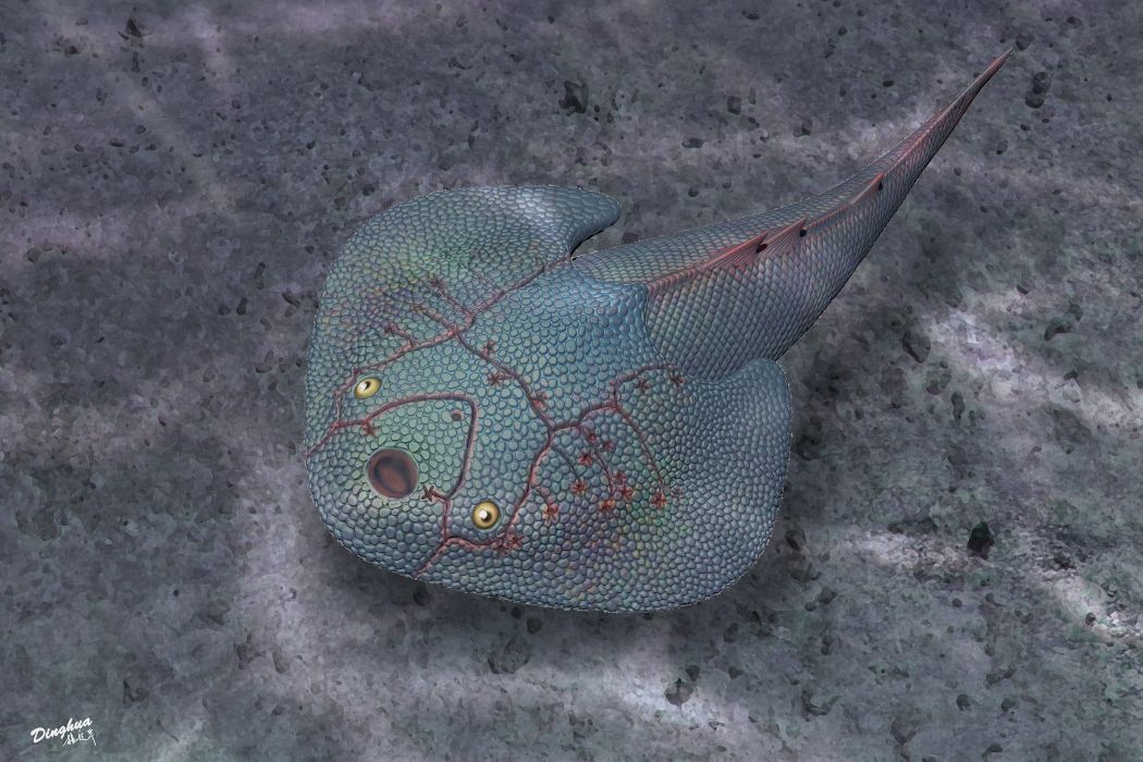 曲靖寬甲魚 曲靖寬甲魚