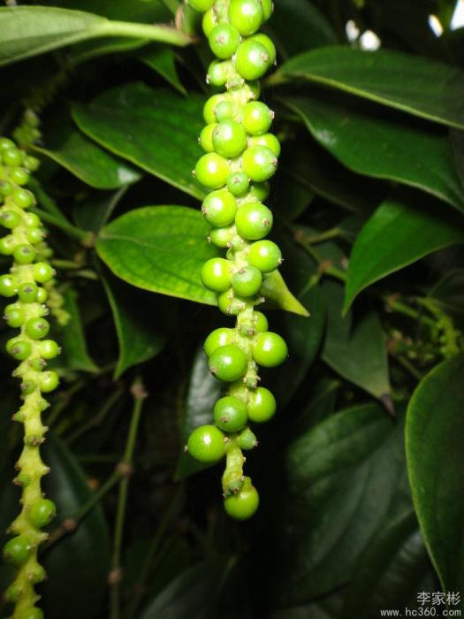 頂花胡椒 頂花胡椒