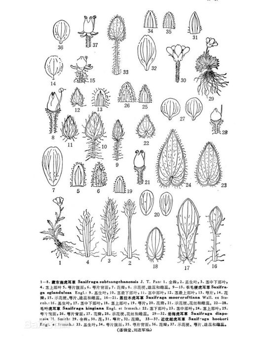 毛葉虎耳草 毛葉虎耳草
