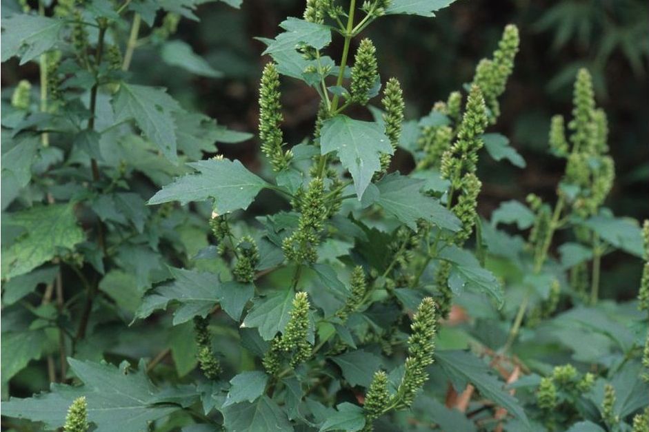 短冠刺蕊草(馬鹿菜) 短冠刺蕊草(馬鹿菜)