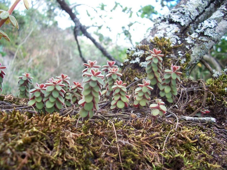 Peperomia apodophylla Peperomia apodophylla