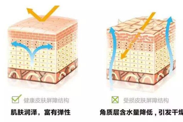化學屏障 化學屏障