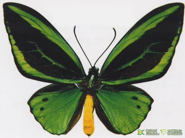 綠鳥翼蝶