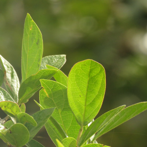 Viburnum triphyllum