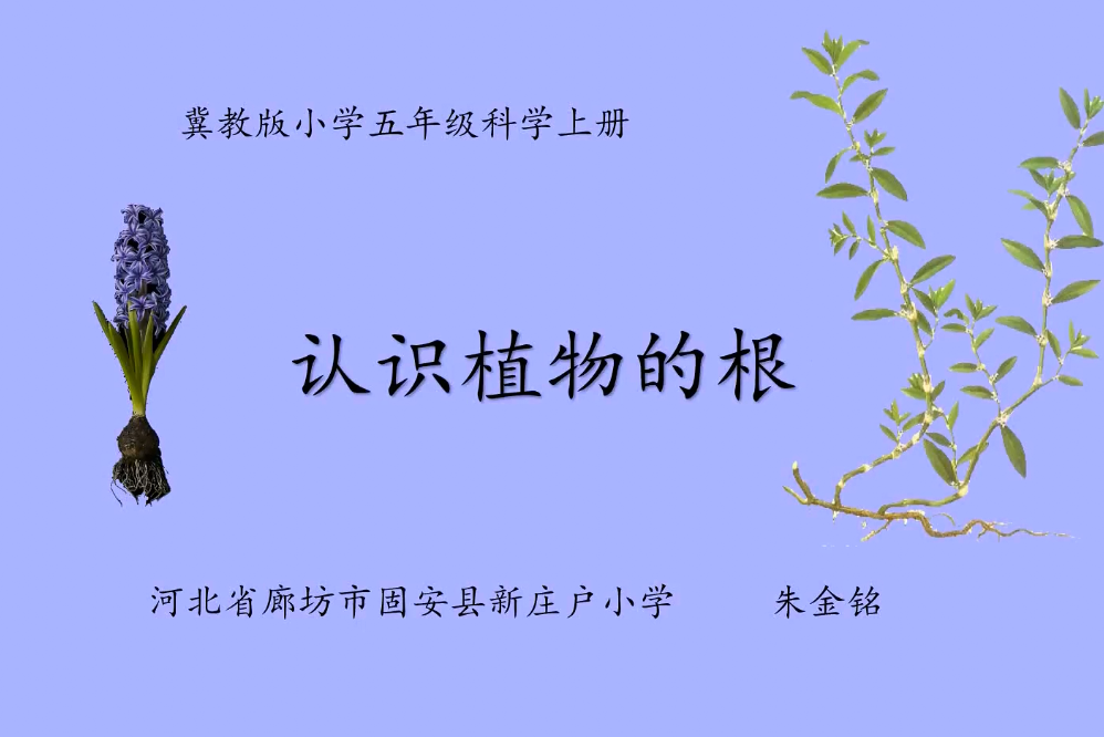植物的根