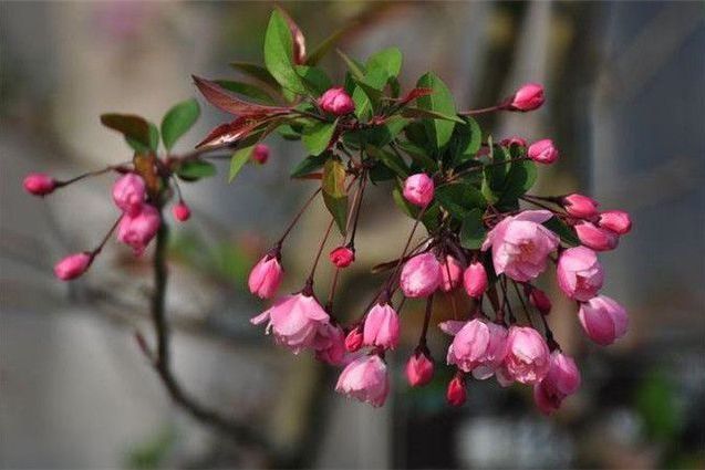 紫花垂枝 紫花垂枝
