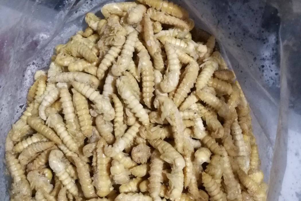 大麥蟲蛹 大麥蟲蛹