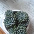 小藍衣 小藍衣