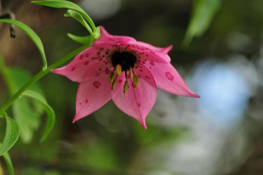 豹子花屬 豹子花屬
