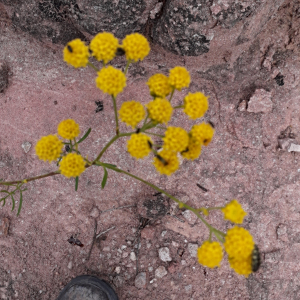 Hymenothrix palmeri