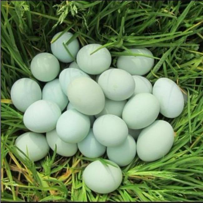 綠皮雞蛋