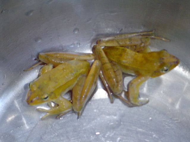 黃拐子 黃拐子