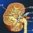 隱性菌血症 隱性菌血症