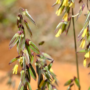 Ehrharta eburnea