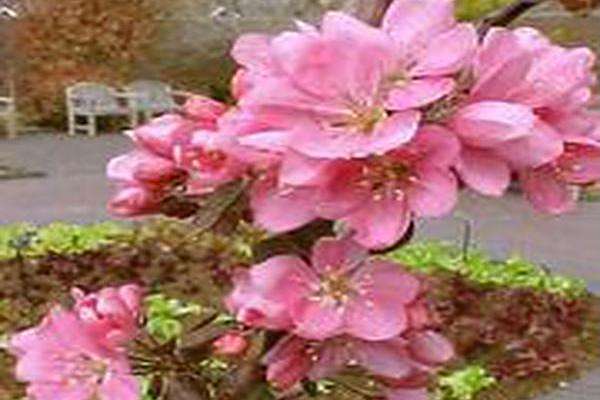 Malus MAYPOLE