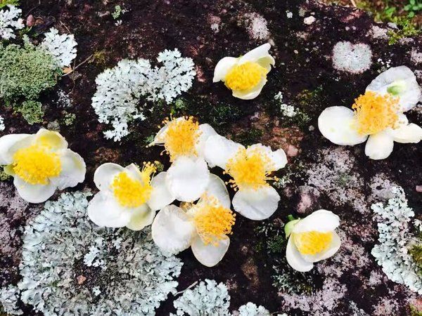 茶花吟 茶花吟