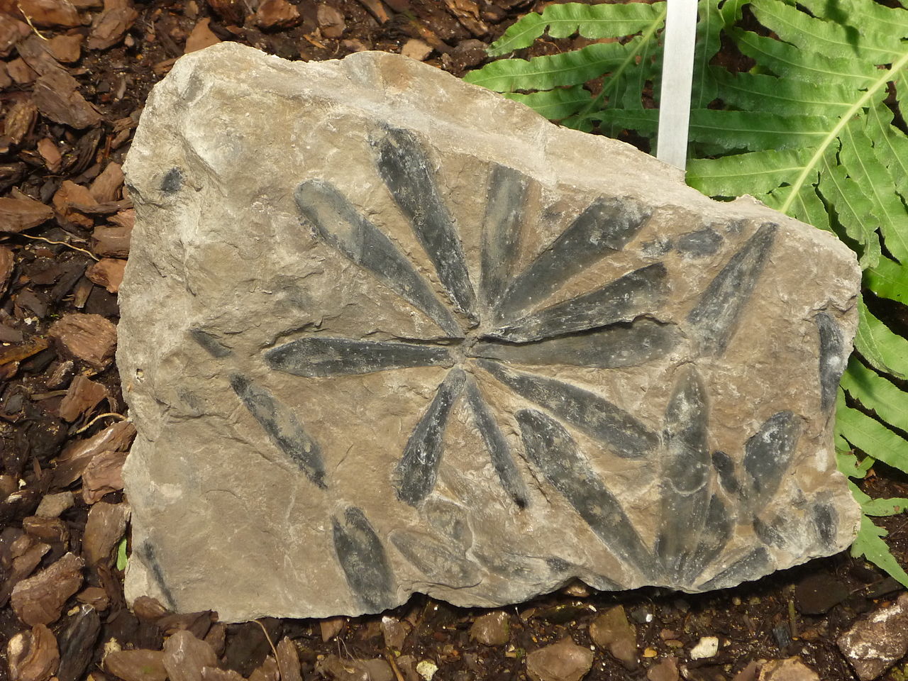 Cordaites lungatus的葉片化石