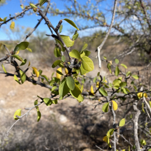 Colubrina viridis