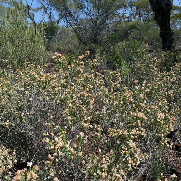 Philotheca coateana