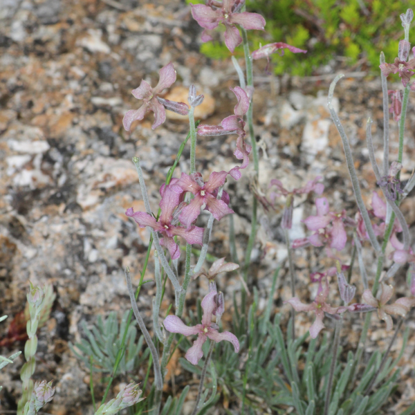 Matthiola fruticulosa