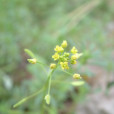 葶藶屬 葶藶屬