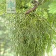 棱枝槲寄生(被子植物門雙子葉植物綱桑寄生科植物)
