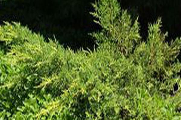 Juniperus × pfitzeriana \x27Daub\x27s Frosted\x27