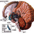 中腦黑質 中腦黑質