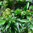 蝴蝶果(蝴蝶果)