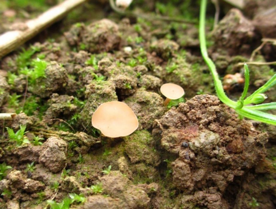 無嗅核盤菌 無嗅核盤菌