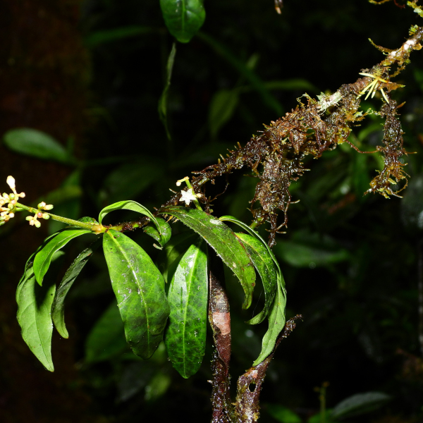 Psychotria antenniformis